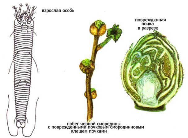Смородинный почечный клещ